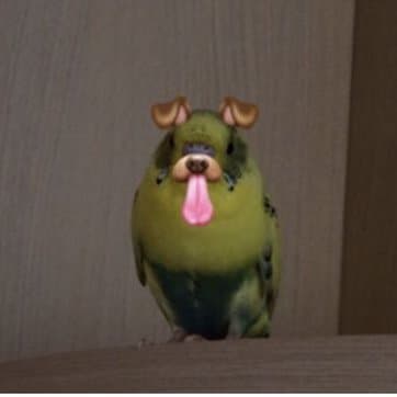 User